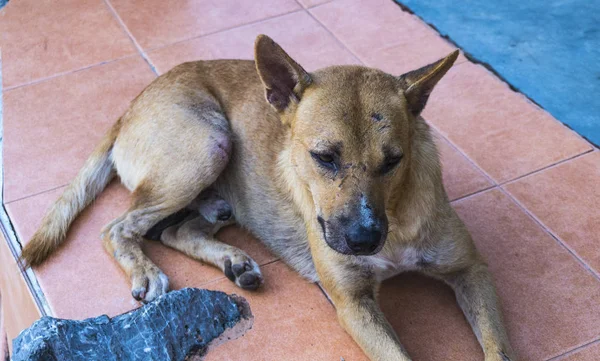 üzgün köpek kahverengi
