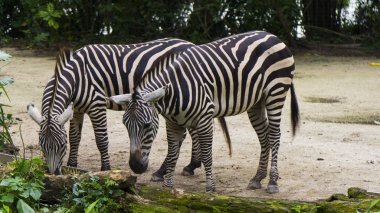 Zebra memeli beyaz siyah