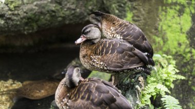 kuş ördek Hayvanat Bahçesi