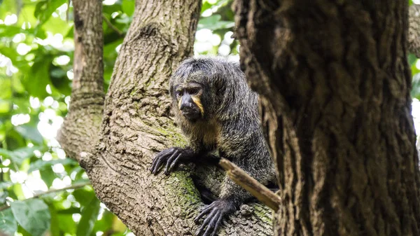Pequeño mamífero mono —  Fotos de Stock