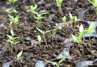 bir ağaç arka plan .bir bahçe tesisi.