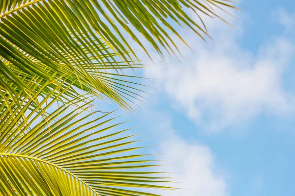Folha Coco Palmeira Fundo Céu Para Verão Tropical — Fotografia de Stock