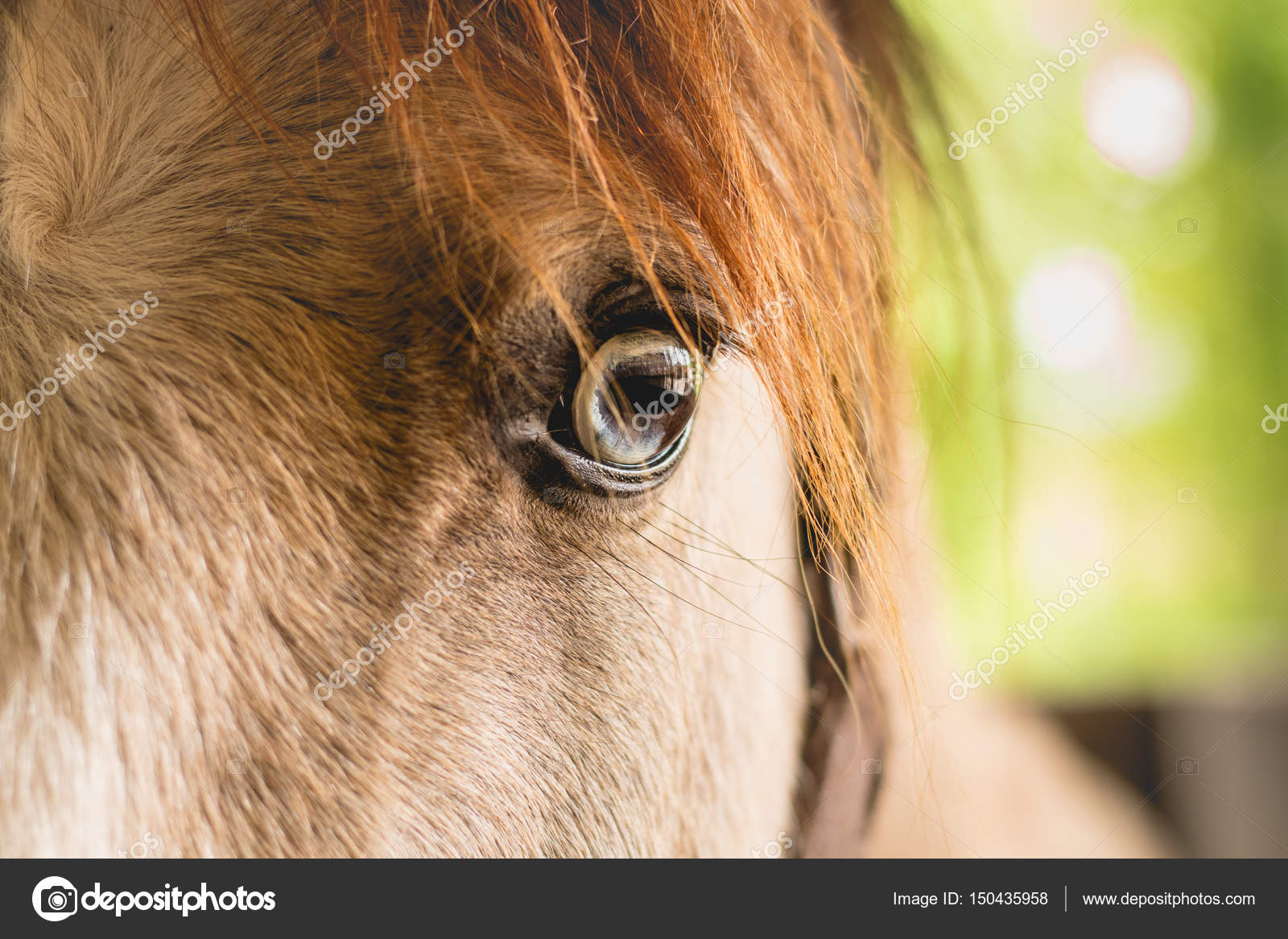 horse black eyeballs free image | Peakpx