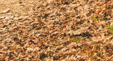 Sonbahar toprak yol üzerinde yaprak ölü