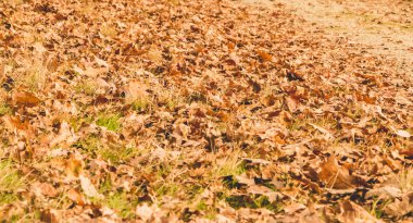 Sonbahar toprak yol üzerinde yaprak ölü