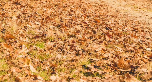 Leaf dead in autumn on a dirt road