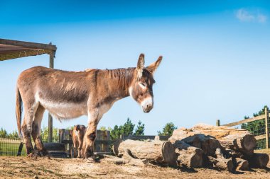 kahverengi ve beyaz eşek bir çayırda uyur 