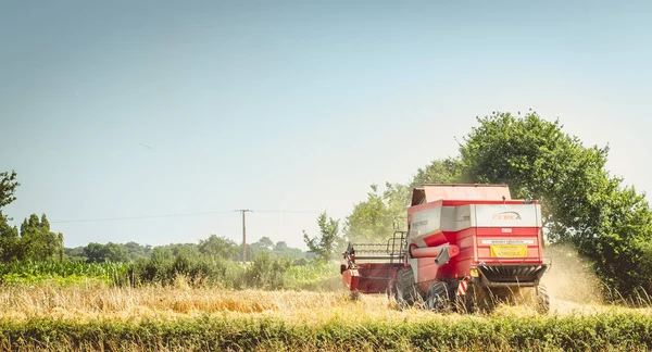 Комбайн заготавливает пшеницу в поле летом — стоковое фото