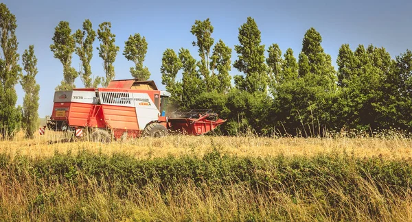birleştirmek bir alanda buğday yaz aylarında hasat.
