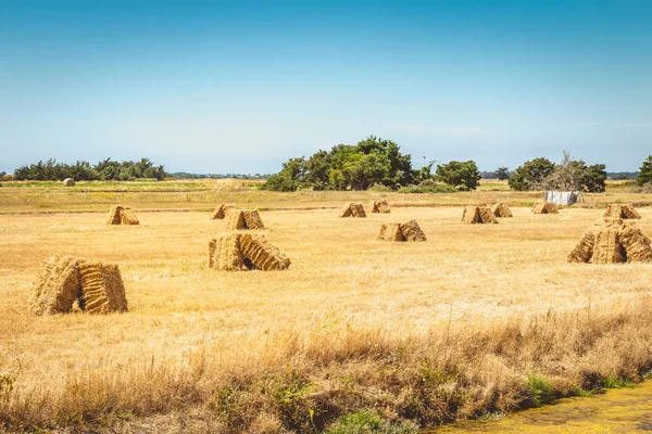 Stivali di paglia pronti per essere raccolti fino a paludi di sale costa sul i — Foto Stock