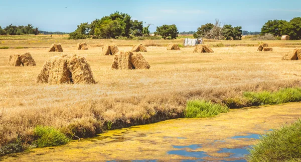 Bottes de paille prêtes à être ramassées dans les marais salants côtiers sur le i — Photo