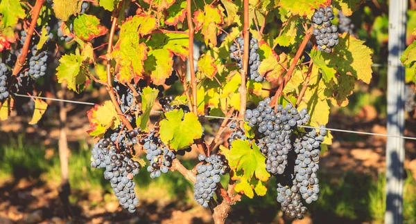 Klasar av mogna druvor på deras vinstockar före skörd — Stockfoto