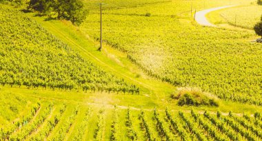 Saint-Emilion, Fransa, s sonunda Bordeaux yakınındaki üzüm bağı