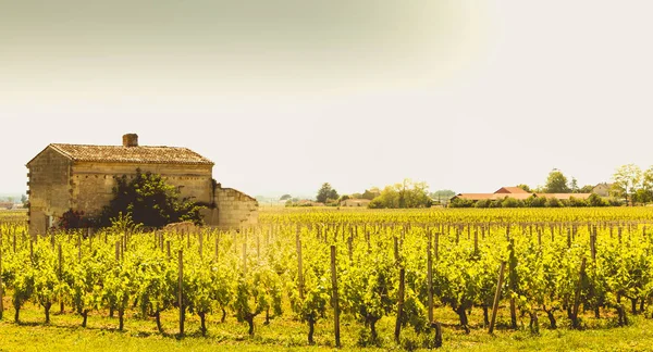 Vineyard of Saint-Emilion, France, near Bordeaux at the end of s — Stock Photo, Image