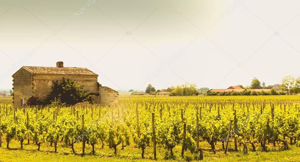 vineyard of Saint-Emilion, France, near Bordeaux at the end of s