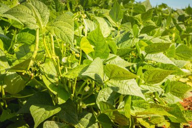 bir alanda büyüyen organik yeşil fasulye fidan