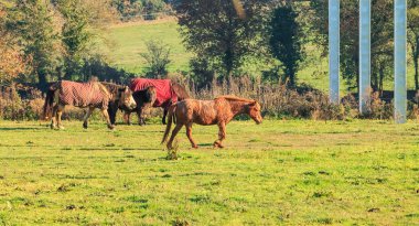 soğuk havalarda çim midilli gezme