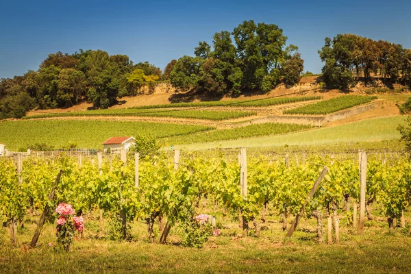 Vineyard of Saint-Emilion, France, near Bordeaux at the end of s — Stock Photo, Image