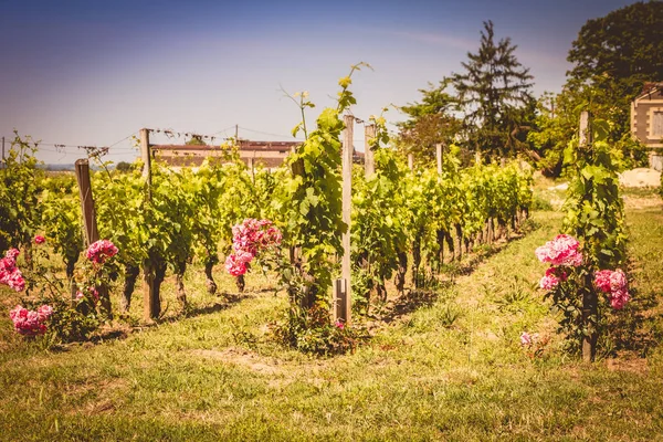 Wijngaard van Saint-Emilion, Frankrijk, in de buurt van Bordeaux aan het einde van s — Stockfoto