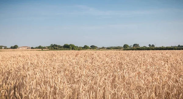 Пшеничное поле созрело незадолго до сбора урожая — стоковое фото