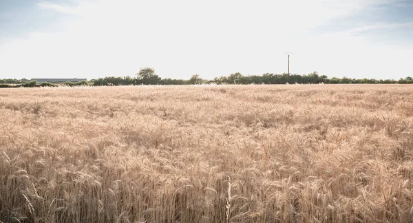 Gros plan des épis de blé dans un champ avant la récolte — Photo