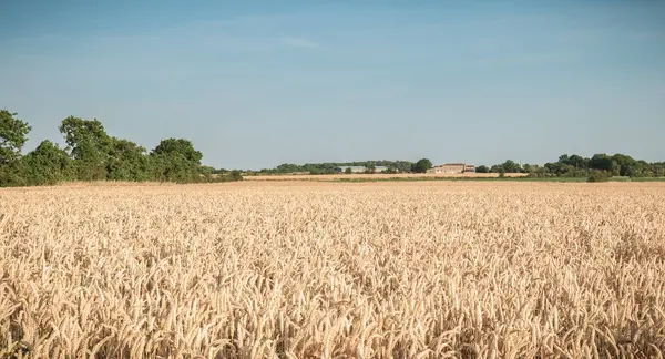 Пшеничне поле дозріває перед врожаєм — стокове фото