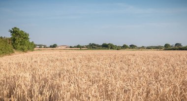 Buğday alanı hasat hemen önce olgunlaşmış