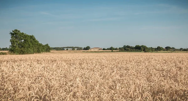 Fermeture Des Épis Blé Dur Dans Champ Avant Récolte France — Photo