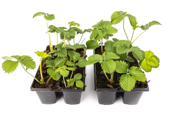 Jóvenes Plantas Fresa Macetas Sobre Fondo Blanco Estudio — Foto de Stock