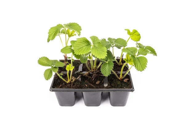 Jonge Aardbeien Planten Potten Witte Achtergrond Studio — Stockfoto