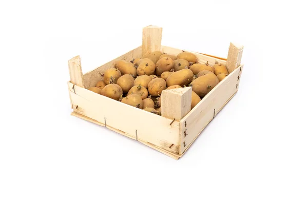 Crate Sprouted Potato Plant Ready Planting White Background Studio — Stock Photo, Image