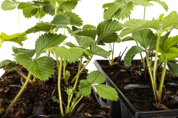 Jonge Aardbeien Planten Potten Witte Achtergrond Studio — Stockfoto