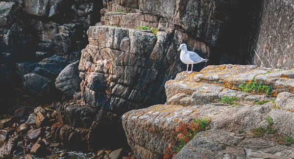 Gabbiano Una Roccia Piccolo Porto Sull Isola Yeu Francia — Foto Stock