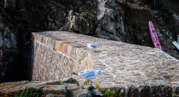 Gabbiano Una Roccia Piccolo Porto Sull Isola Yeu Francia — Foto Stock
