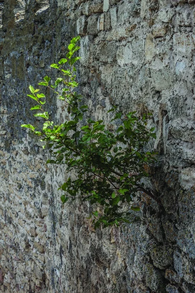 Growing tree on the wall