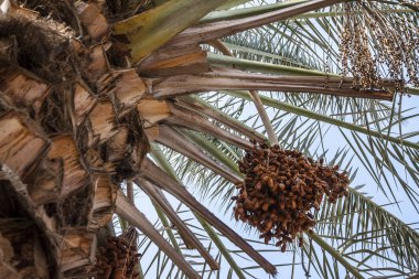 Yaprakları ile Palmiye ağacı
