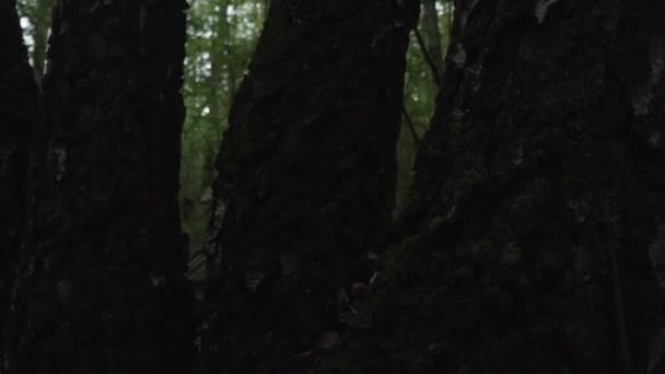 I militari nella foresta seduti in un'imboscata vicino all'albero. Soldato nascosto dietro un albero nel cespuglio verde — Video Stock