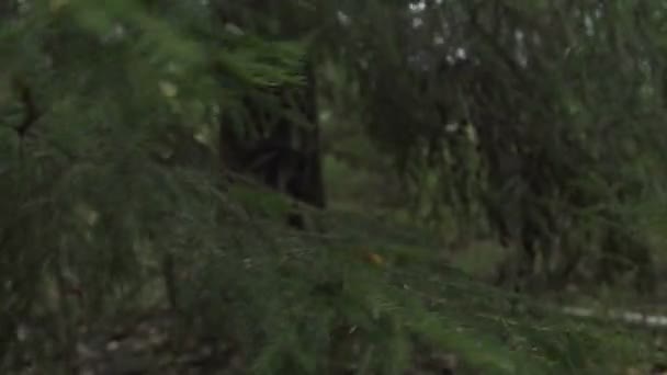 Grüne Bäume im Wald. schiefe Äste von Fichten — Stockvideo