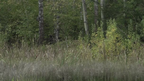 Een bom ontploft in het bos. Explosie op de heuvel. Witte rook — Stockvideo