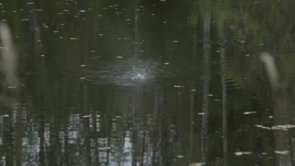 Salpica en el agua en el lago en el bosque. Estanque forestal. Disparar agua desde armas airsoft — Vídeos de Stock