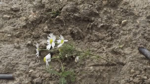 Foot in a boot stepping on a daisy. Flower crushed — Stock video