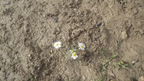 Pie en una bota pisando una margarita. Flor aplastada — Vídeos de Stock