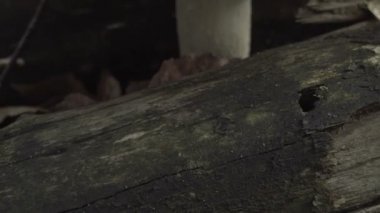 Ormanda büyüyen agaric