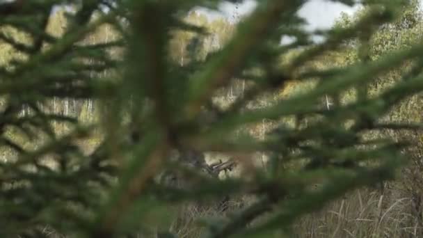 Sniper senapan dalam pakaian pelindung daun — Stok Video