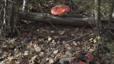 Ormanda büyüyen agaric