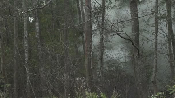 Rauch und Feuer im Wald — Stockvideo