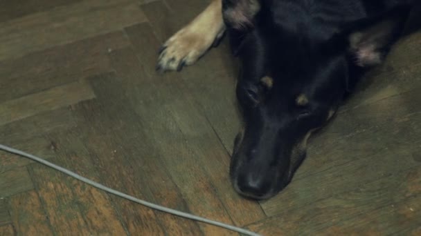 Черная собака лежит на деревянном полу — стоковое видео