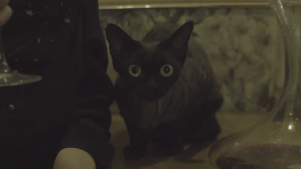 Черная кошка, сидящая на столе — стоковое видео