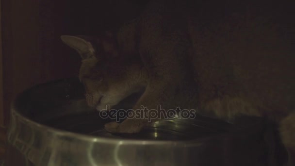 Gato vermelho bebe água de uma tigela — Vídeo de Stock