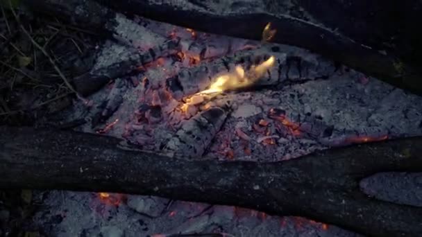 Пожежа, що горить у лісі — стокове відео